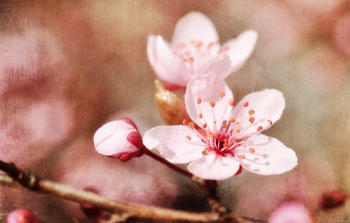 Фото обои стиль, фон, весна, яблони