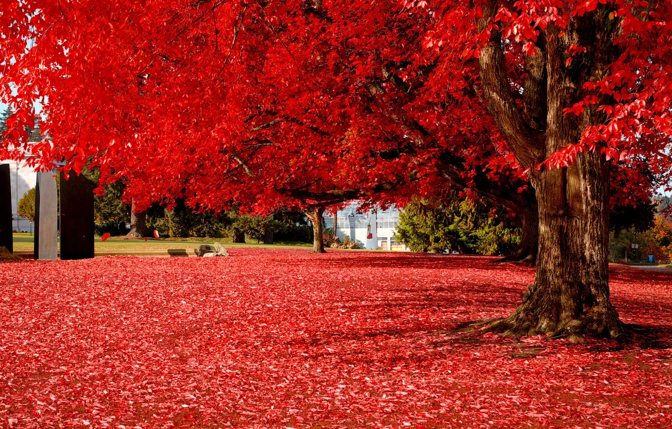 Фото обои осень, листья, пейзаж, дерево, красиво, красные