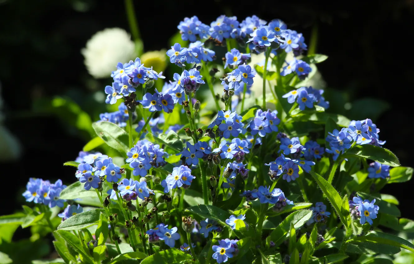 Фото обои blue, garden, spring, blooming