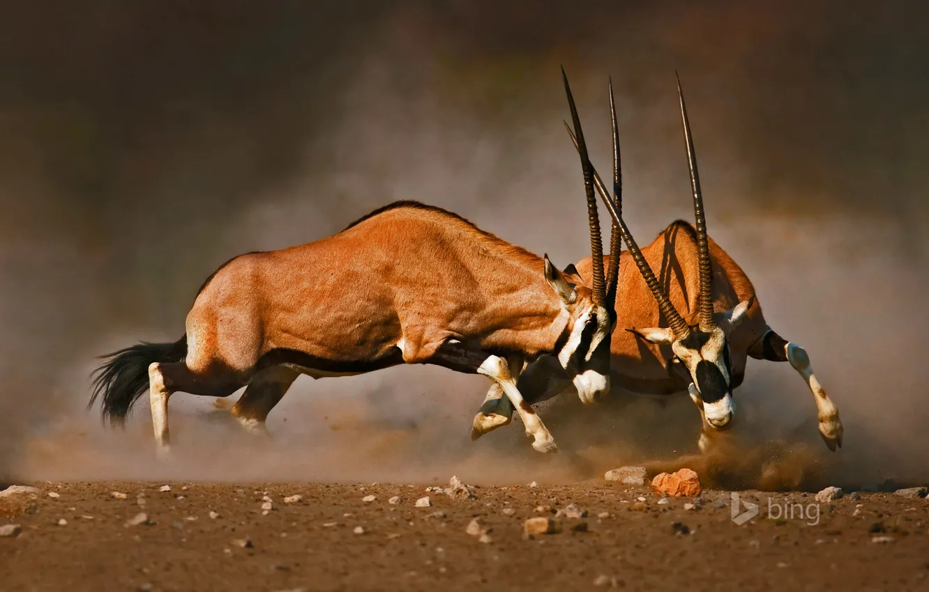 Фото обои рога, Африка, Намибия, турнир, Etosha National Park