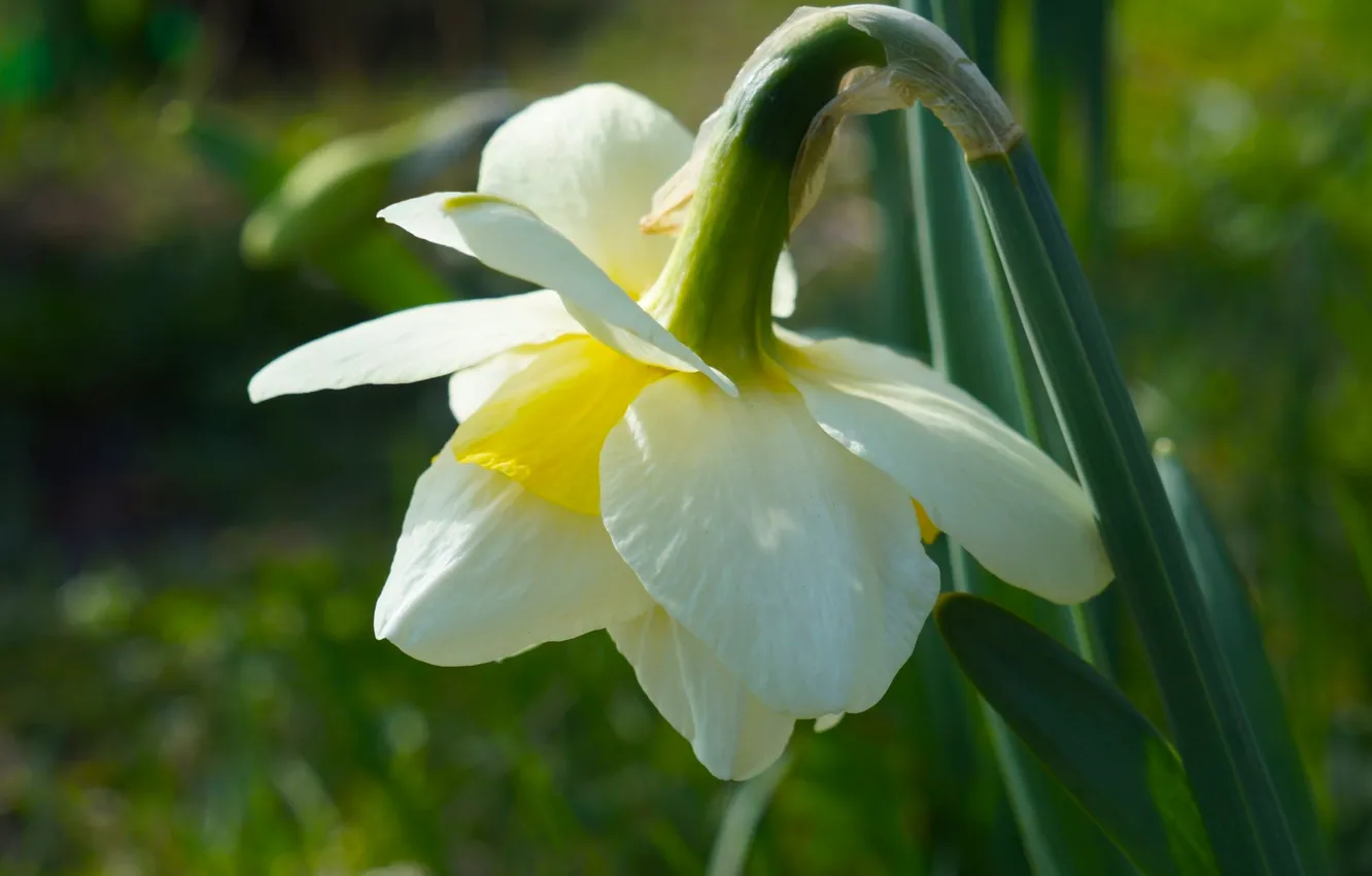 Фото обои flower, spring, narcissus, blooming