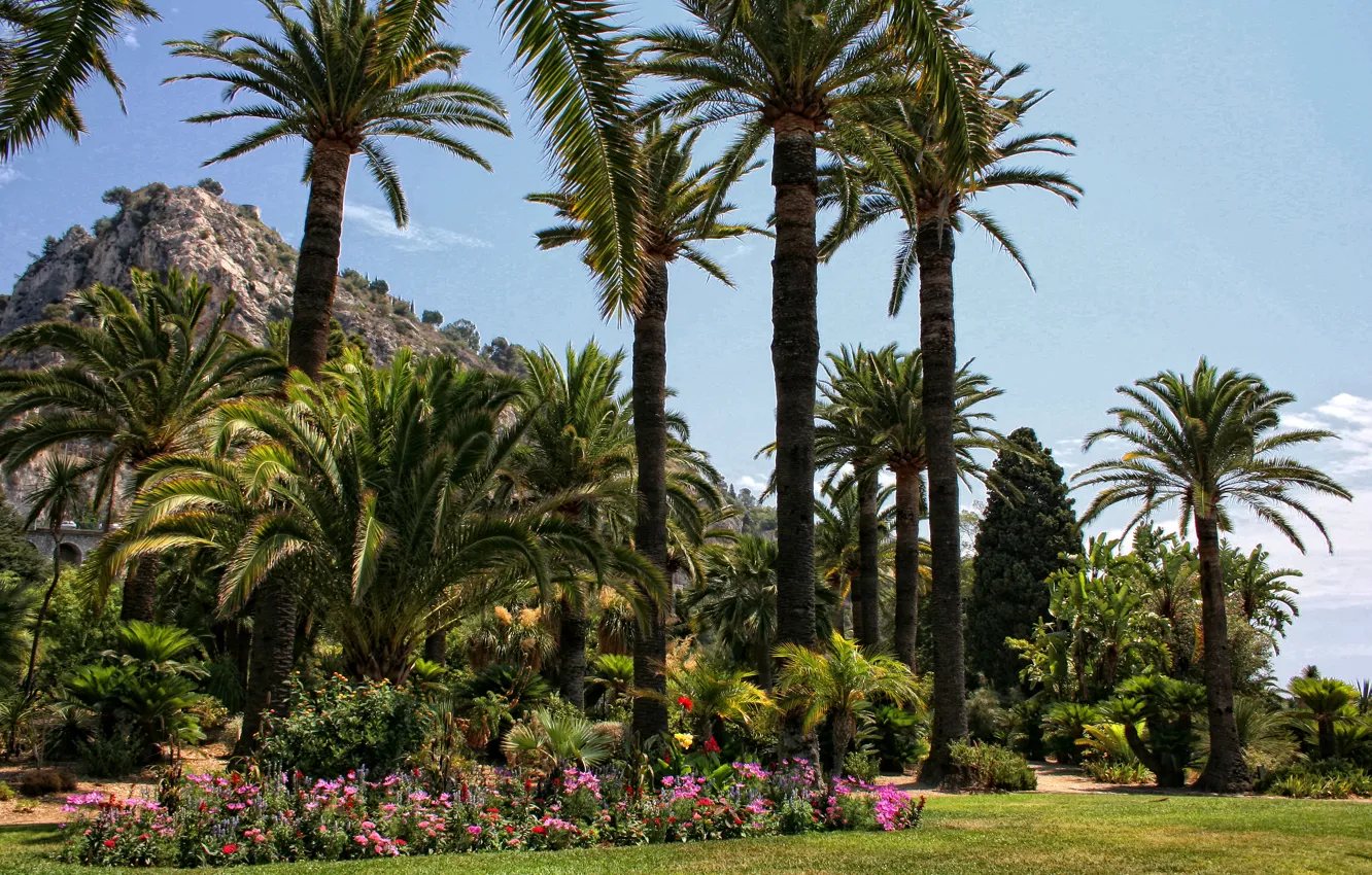 Фото обои трава, цветы, парк, пальмы, Франция, лужайка, Menton