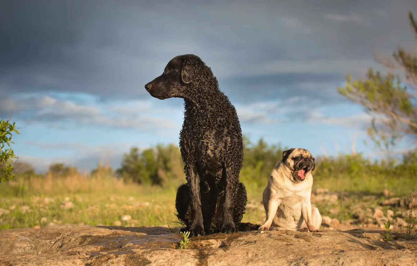 Фото обои собаки, Мопс, Кёрли, Курчавошёрстный ретривер