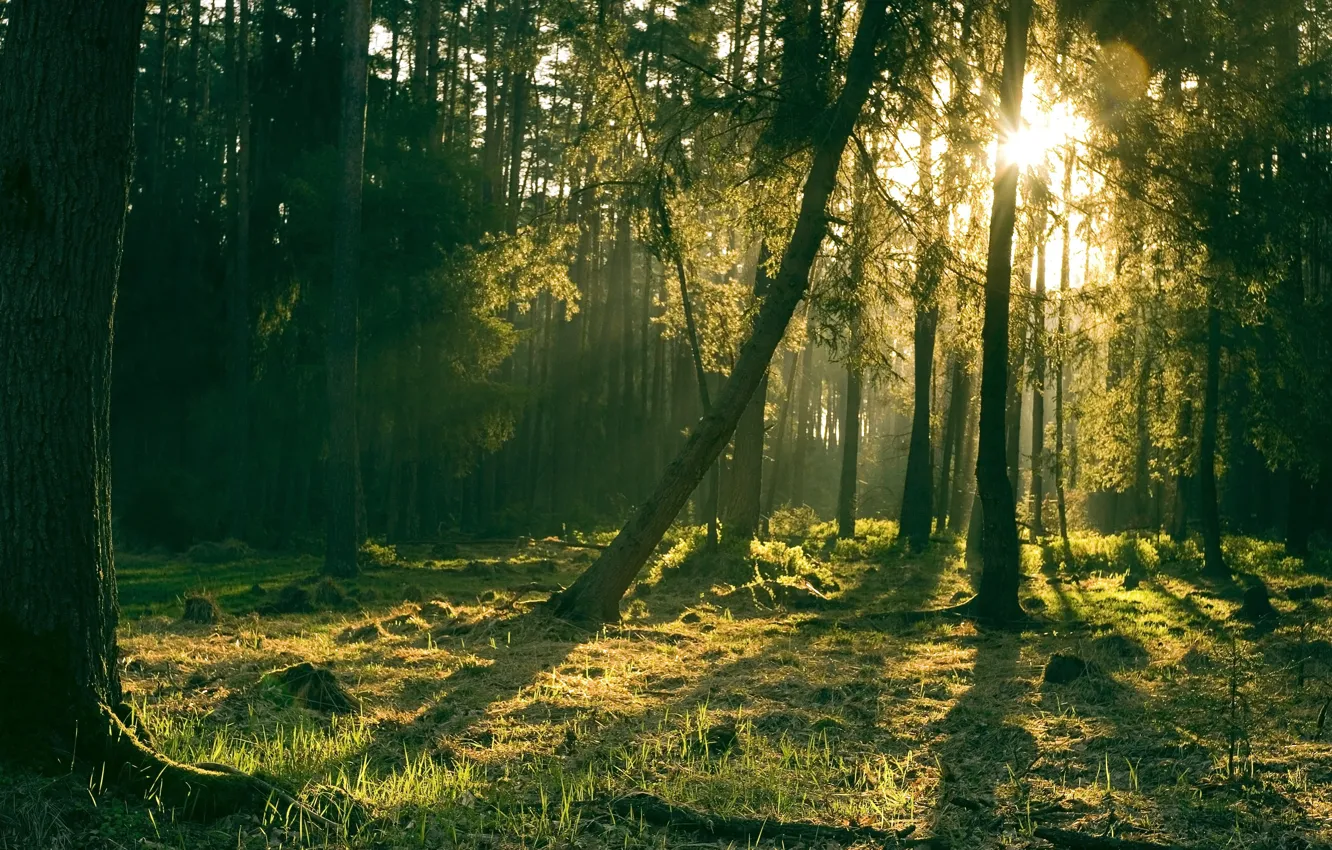 Фото обои лес, трава, солнце, свет, деревья, природа