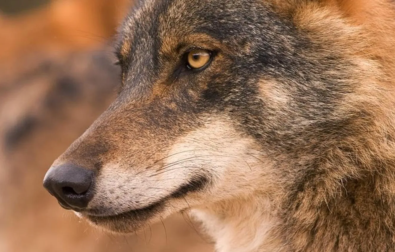 Фото обои nature, face, animal, wolf, wildlife, head, fur, mammal
