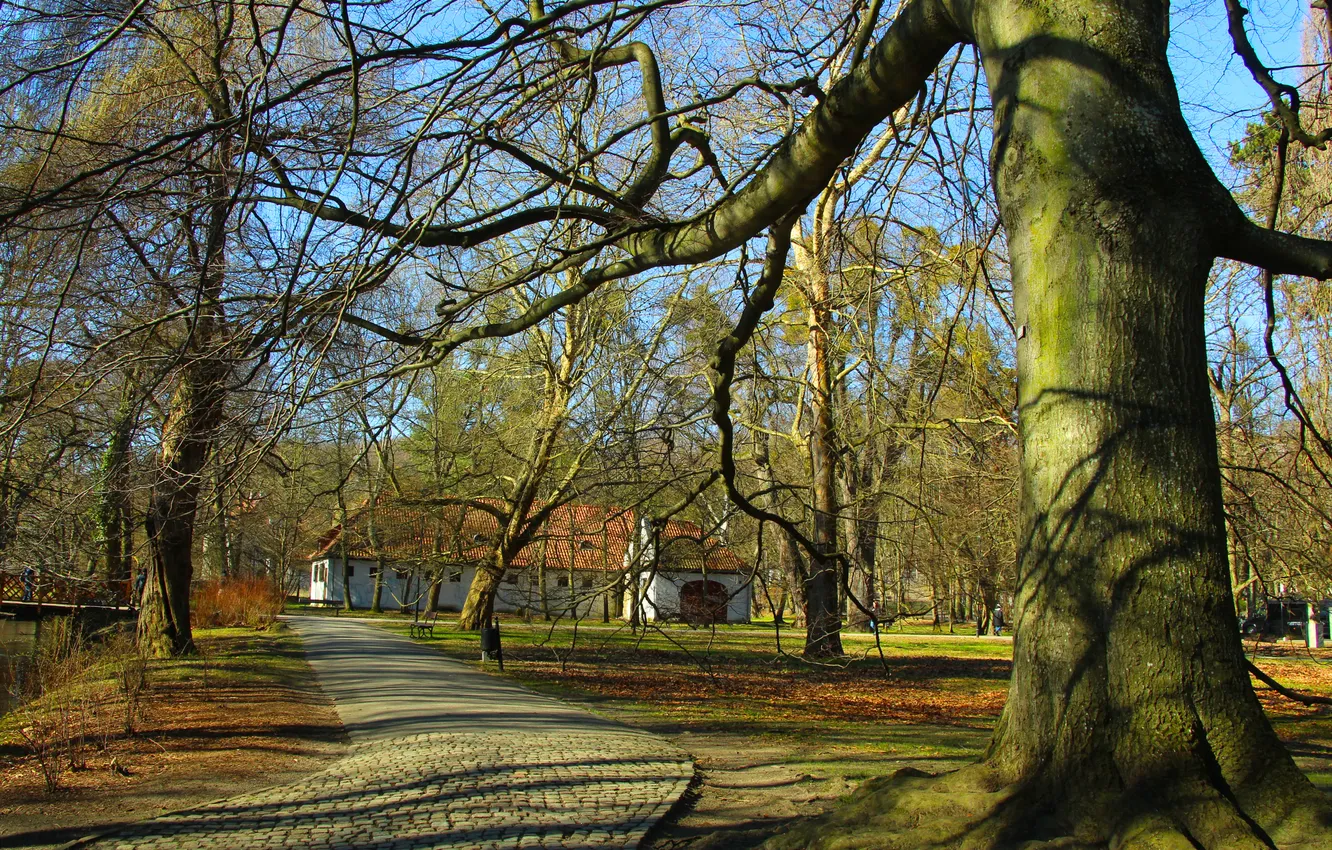Фото обои park, old, tree, alley