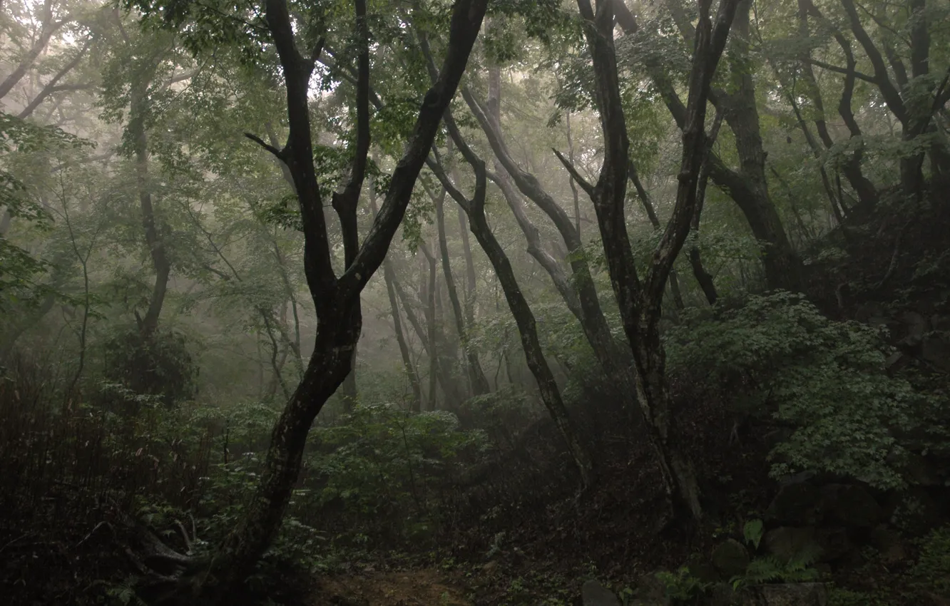 Фото обои лес, деревья, природа, Корея
