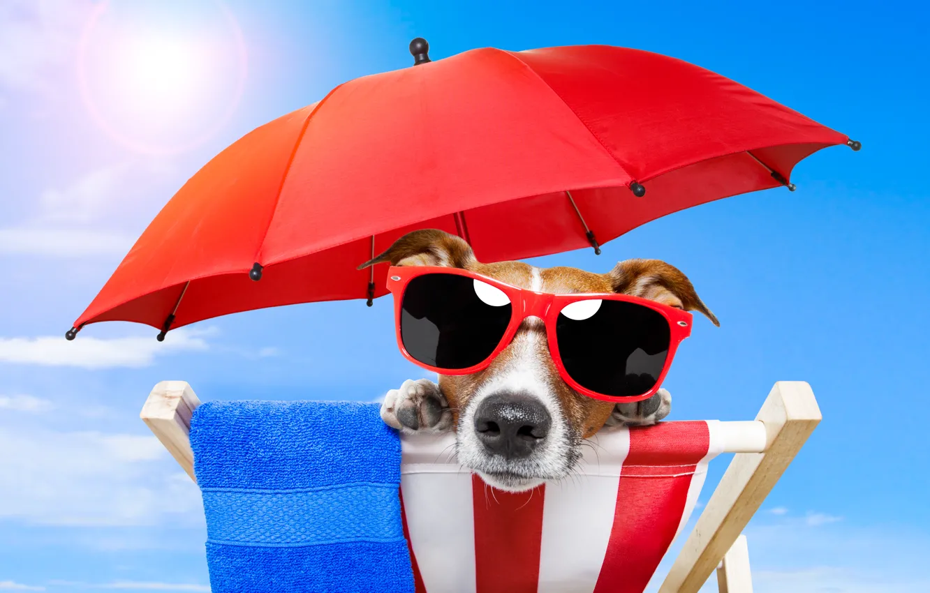 Фото обои природа, собака, зонт, очки, стул