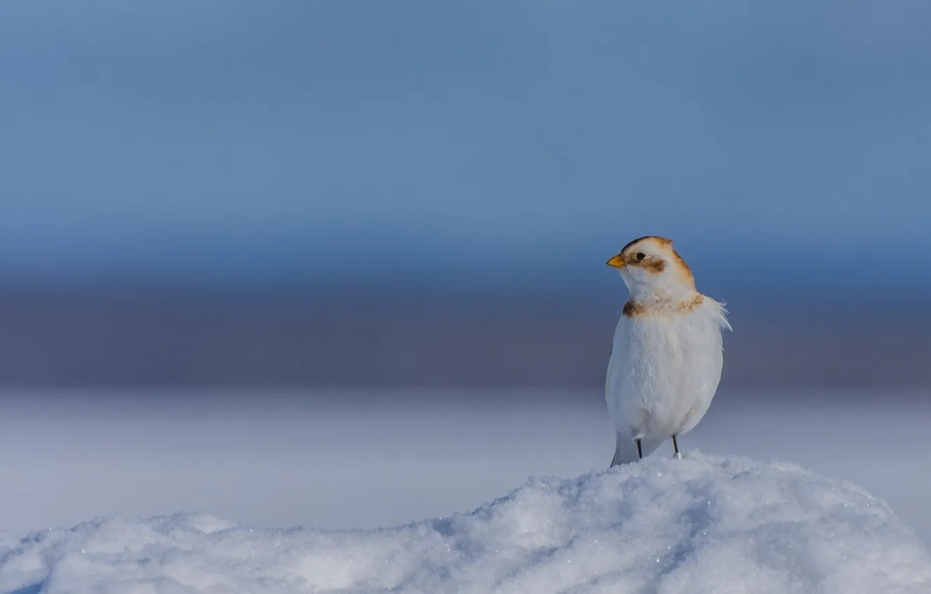 Фото обои снег, фон, птичка, Пуночка, Снежный подорожник