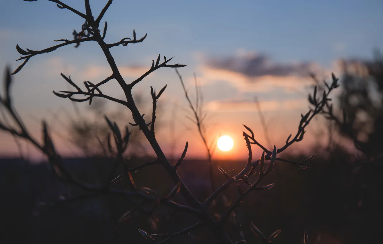Фото обои Закат, Солнце, Небо, Природа, Растения, Nature, Sun, Sunset