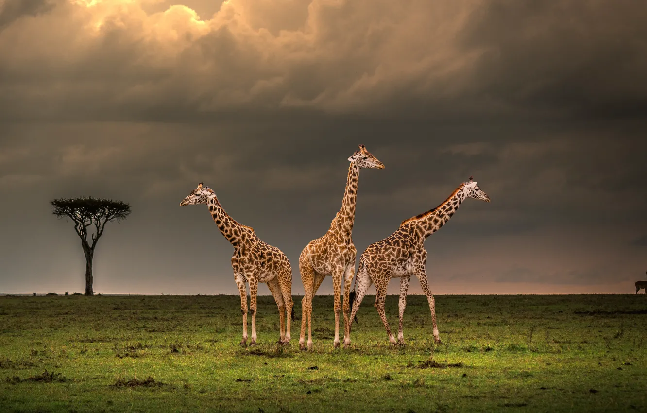 Фото обои поле, небо, облака, тучи, дерево, жираф, жирафы, саванна