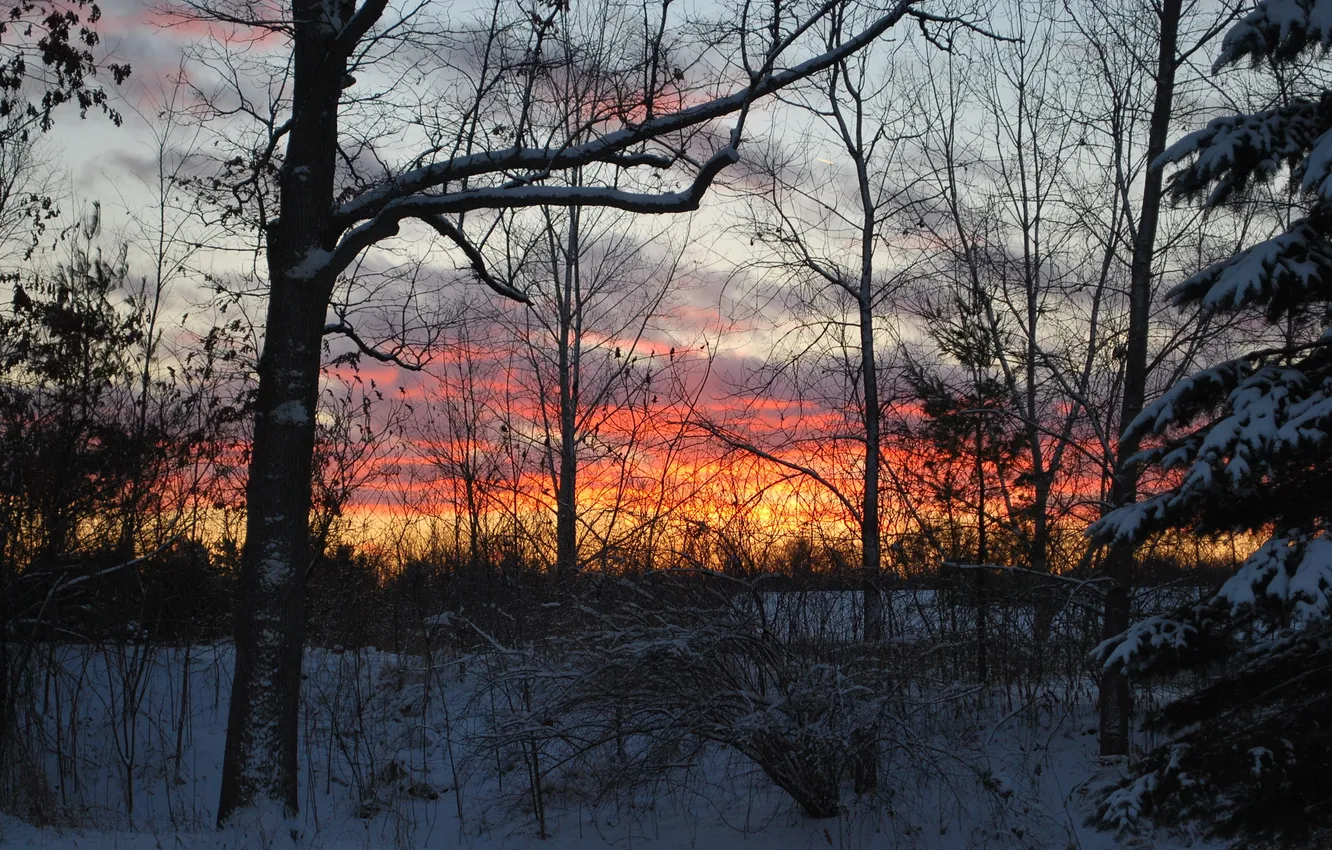 Фото обои зима, лес, закат, december fire