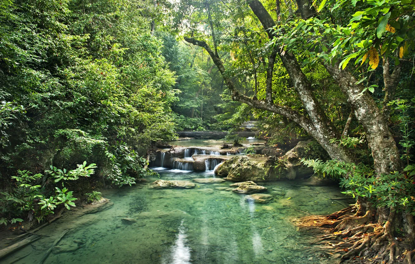 Фото обои зелень, лес, деревья, тропики, ручей, камни, водопад, джунгли
