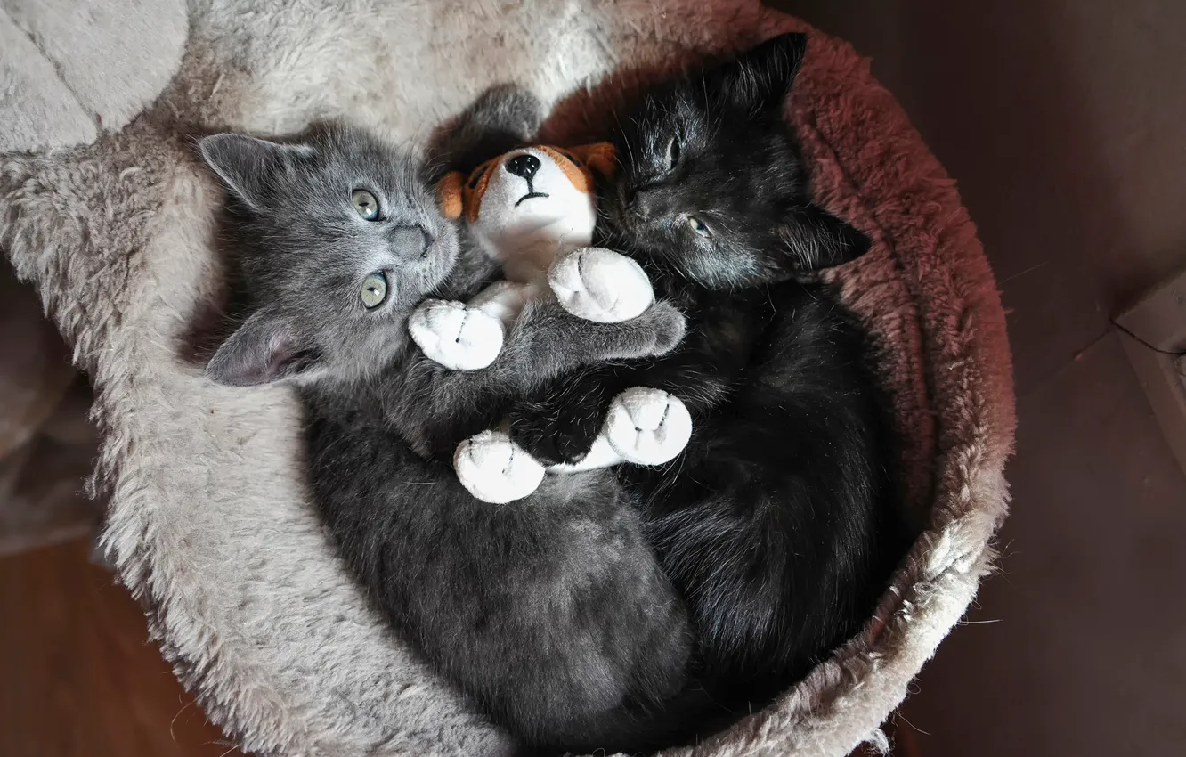 Фото обои игрушка, котята, обнимашки