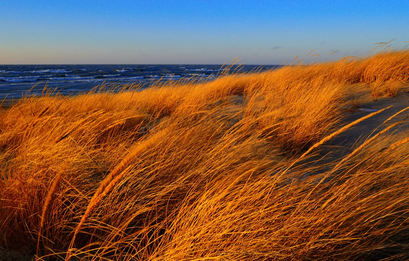 Фото обои море, волны, осень, небо, трава, ветер, берег