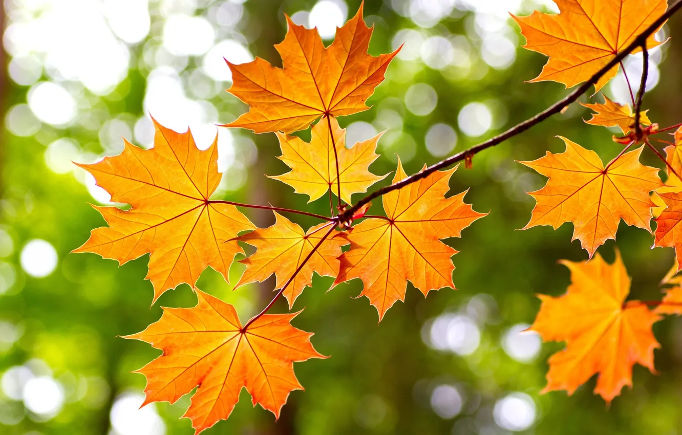 Фото обои осень, листья, желтый, ветка, клен