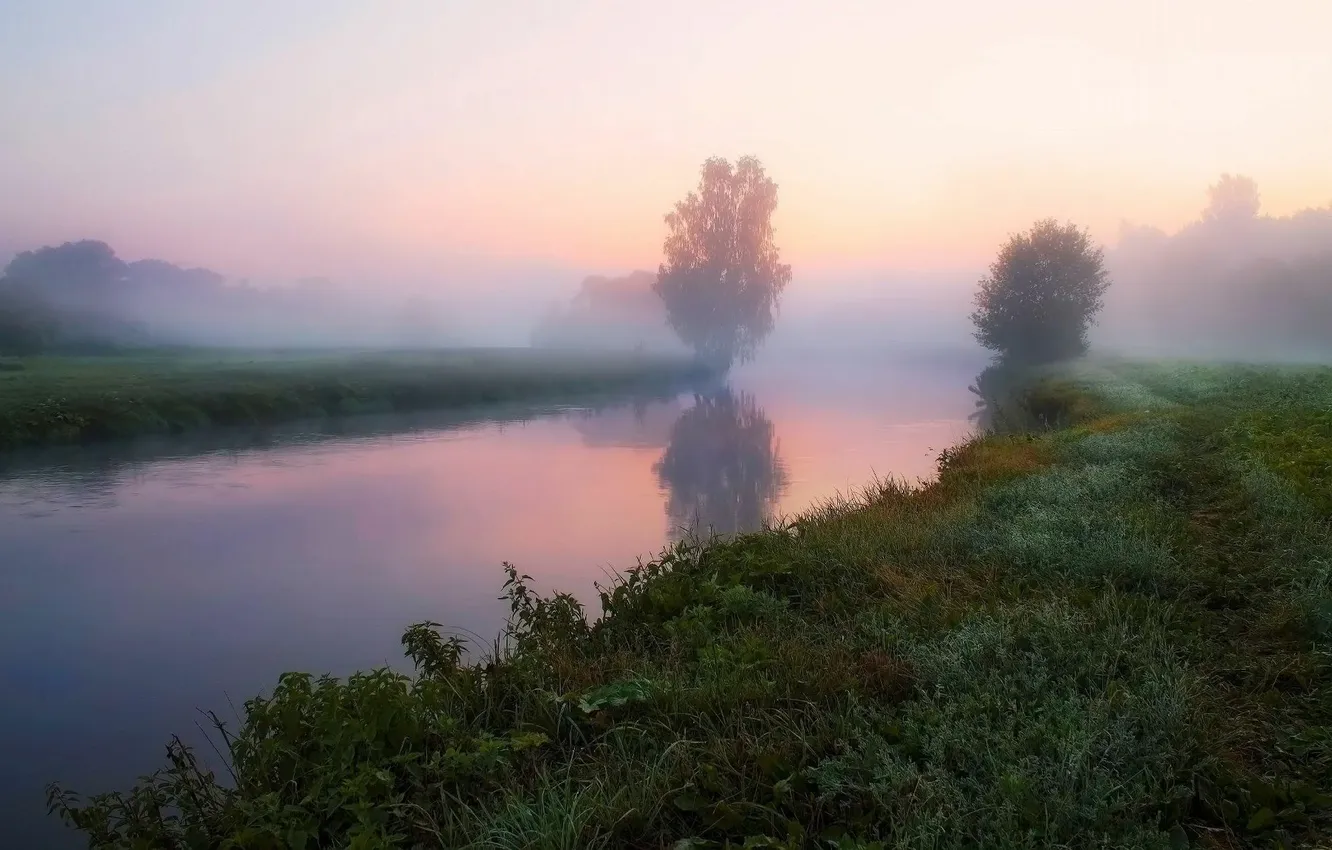 Фото обои лес, небо, трава, облака, деревья, пейзаж, закат, природа