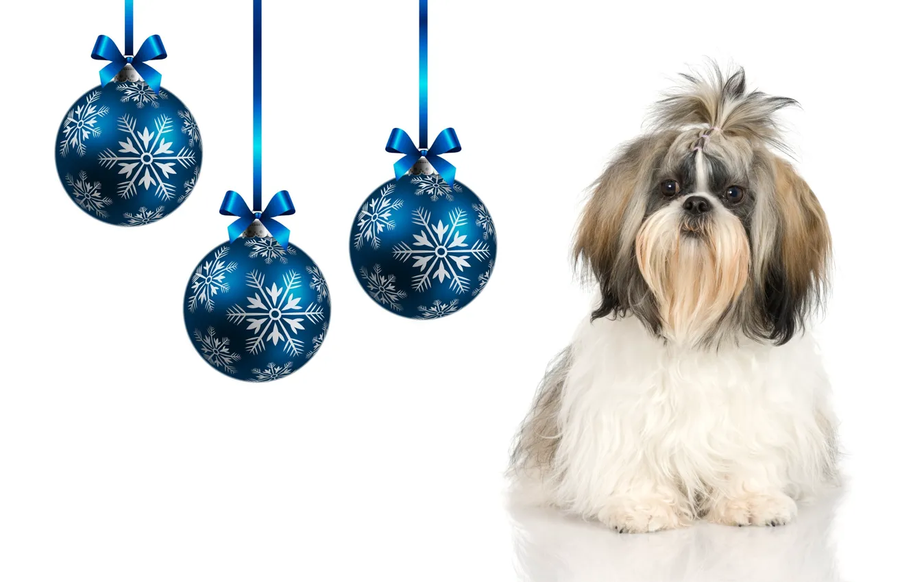 Фото обои шарики, праздник, собачка, новогодние шарики, год Собаки