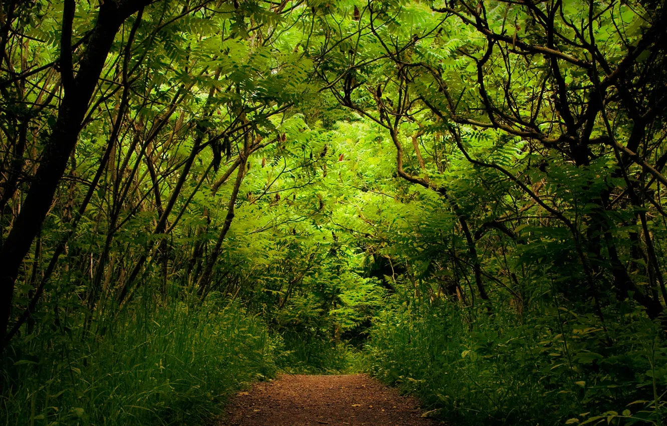 Фото обои зелень, лес, природа, растения