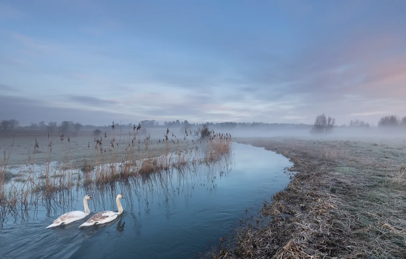 Фото обои туман, река, лебеди