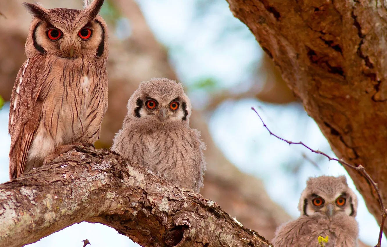 Фото обои animals, tree, wildlife, Three owls