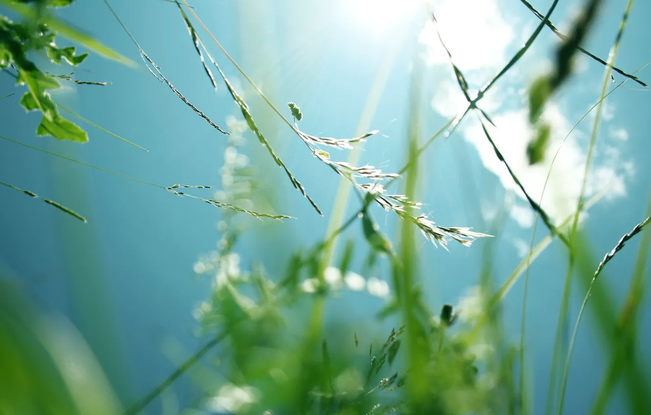 Фото обои поле, лето, небо, трава, солнце, свет, зеленый, тепло