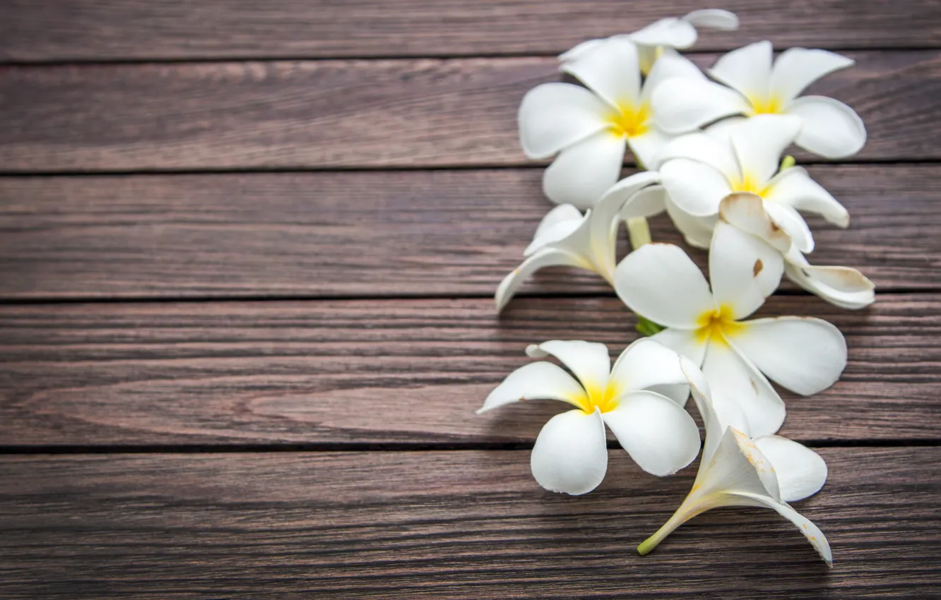 Фото обои цветы, white, wood, flowers, плюмерия, plumeria