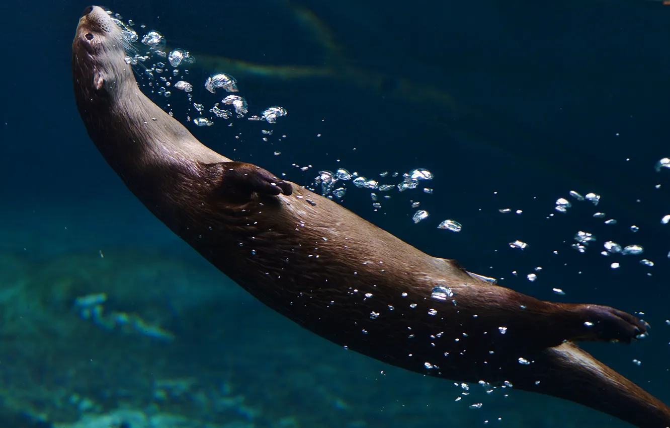 Фото обои вода, мордочка, Выдра, Otter