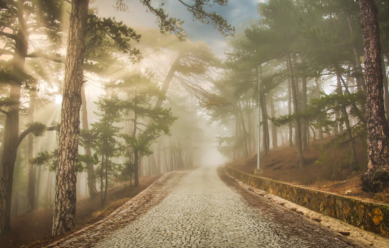 Фото обои дорога, лес, деревья, сосны, Турция, Turkey, Anatolia, Анатолия