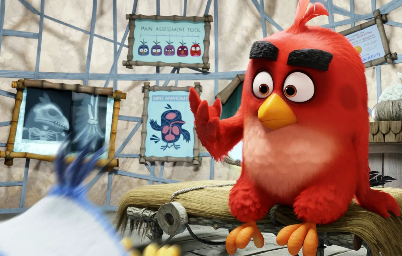 Фото обои cinema, skull, Red, game, feathers, island, birds, cartoon
