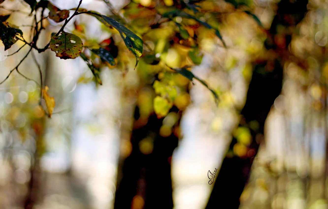 Фото обои листья, свет, деревья, блики, размытость, в лесу
