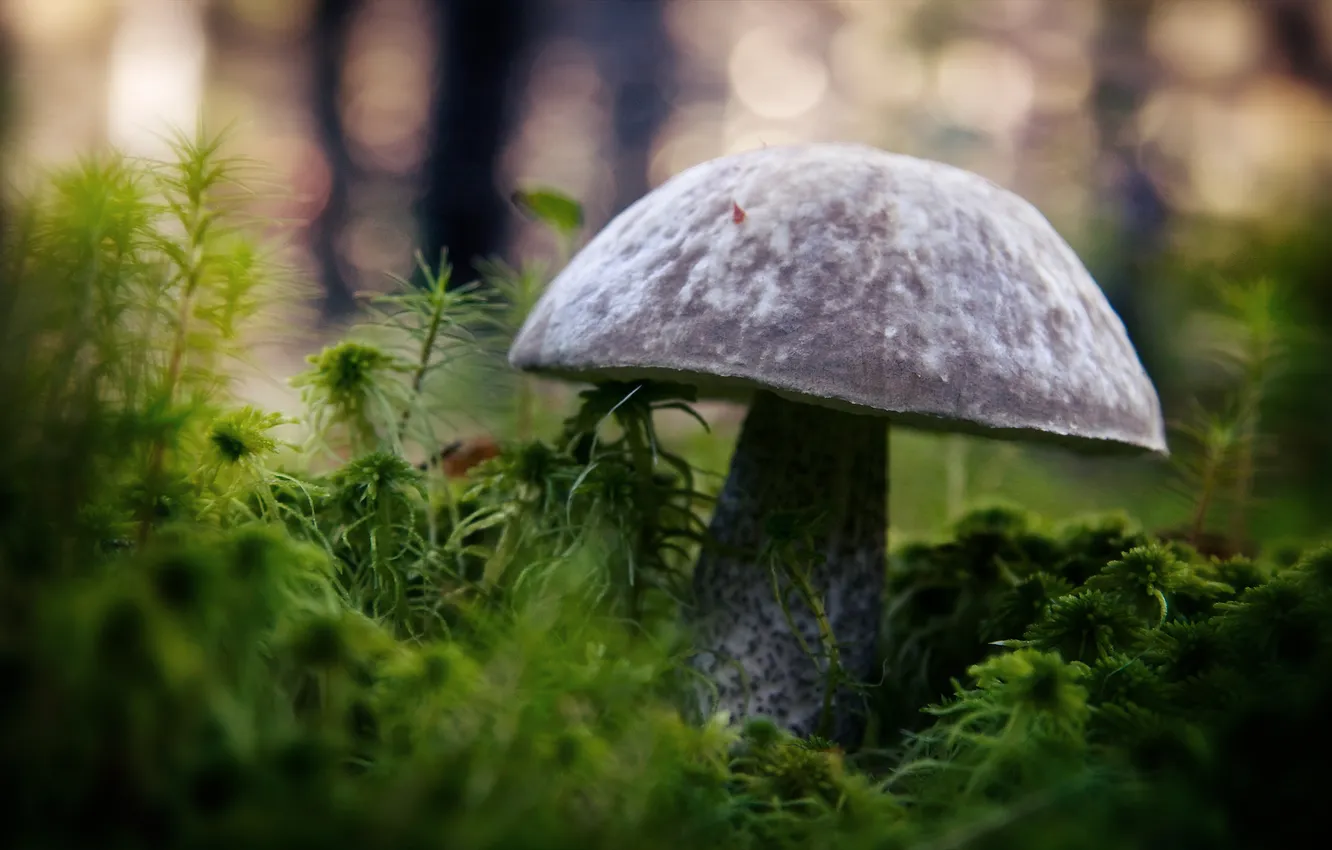 Фото обои зелень, гриб, Боровик