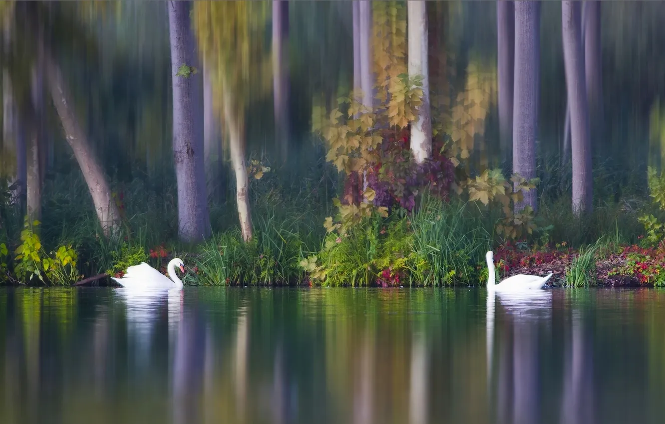 Фото обои осень, птицы, озеро, парочка, лебеди