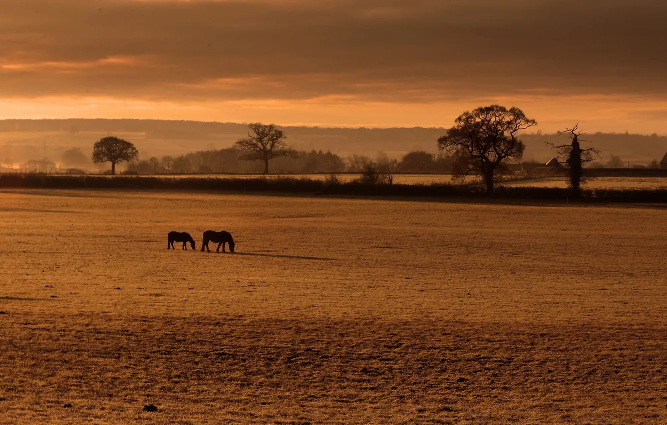 Фото обои поле, туман, кони