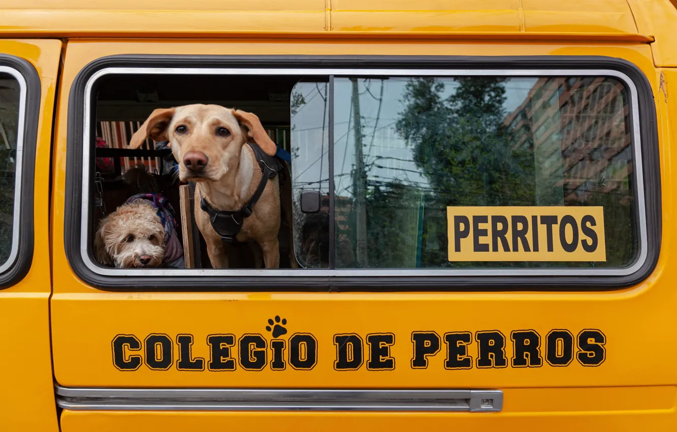 Фото обои Собаки, Автобус, Чили, Dogs, Chile, Bus, Doggy daycare, Детский сад для собак