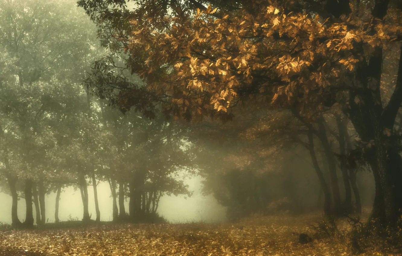 Фото обои осень, лес, туман, парк, ветви, листва, дуб, дубрава