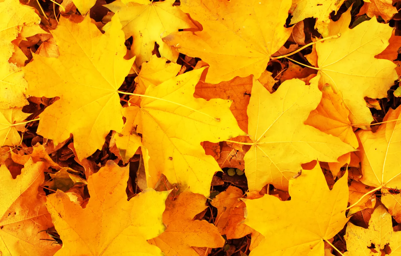 Фото обои осень, листья, фон, желтые, colorful, клен, yellow, background
