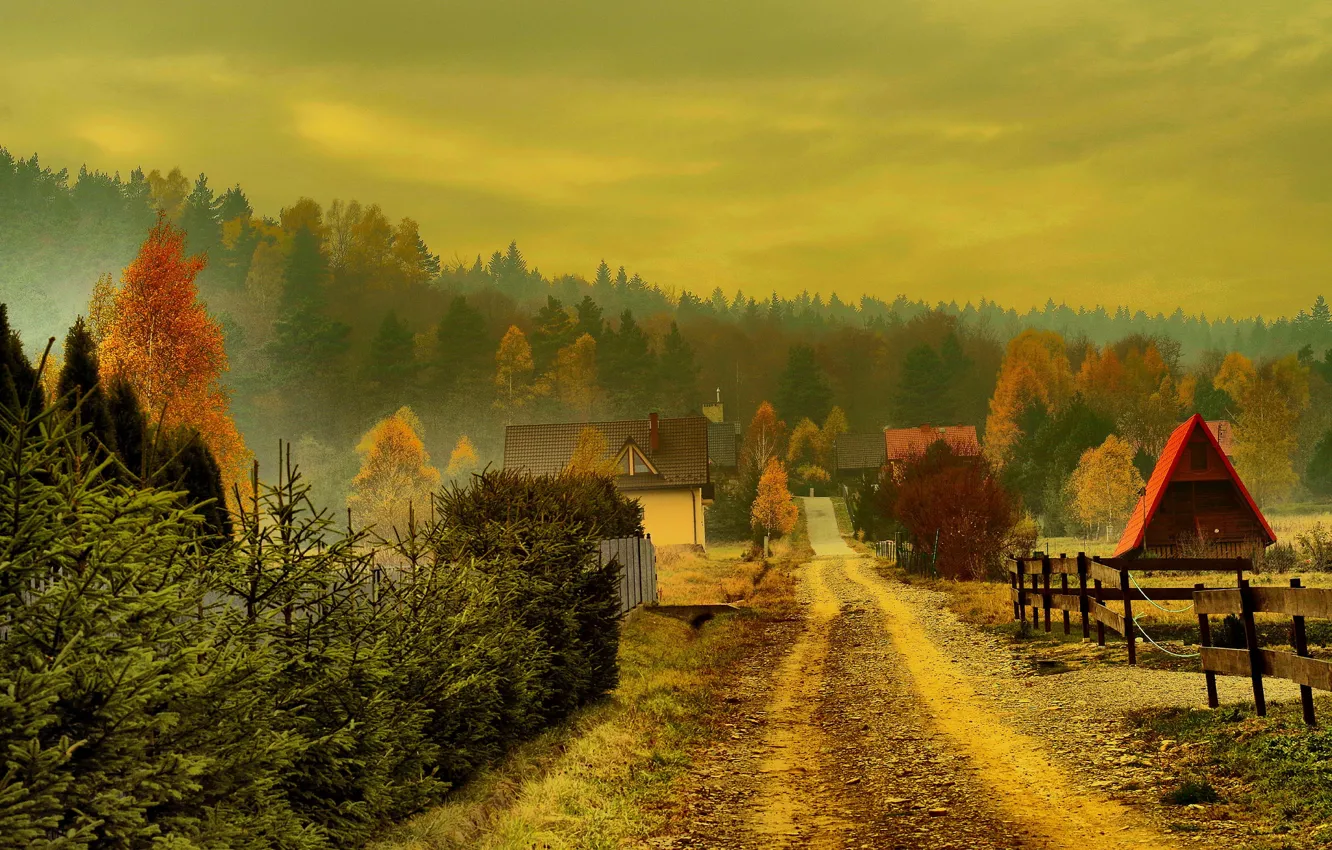 Фото обои дорога, осень, деревья, туман, дома, Польша