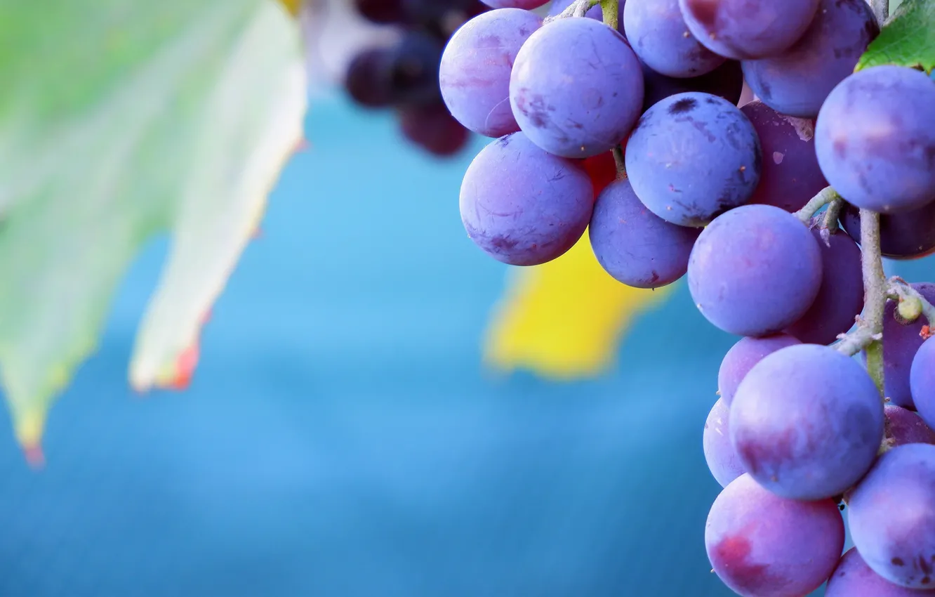 Фото обои листья, макро, природа, сиреневый, плоды, виноград, голубой фон, гроздь винограда