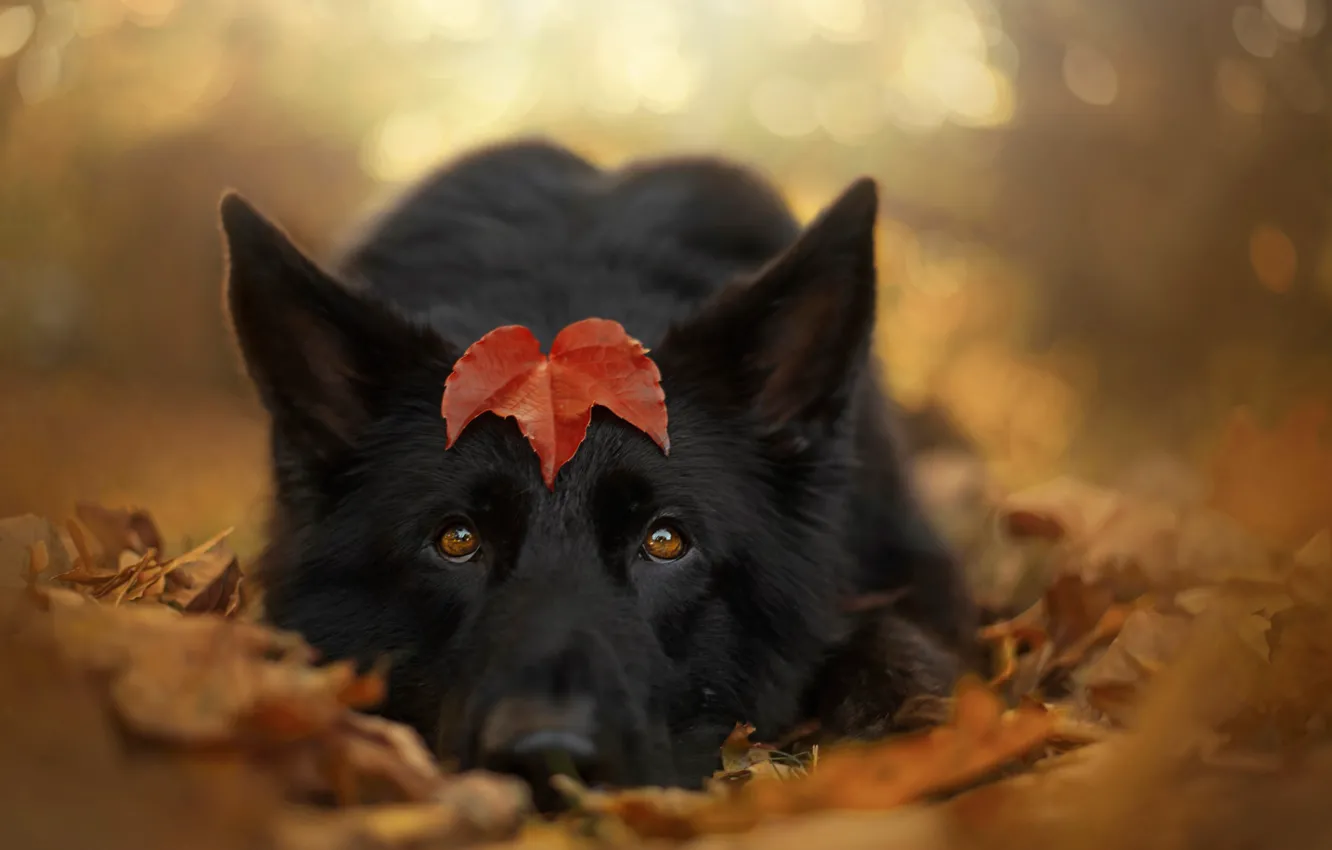 Фото обои осень, взгляд, морда, листва, собака, листик, боке, овчарка