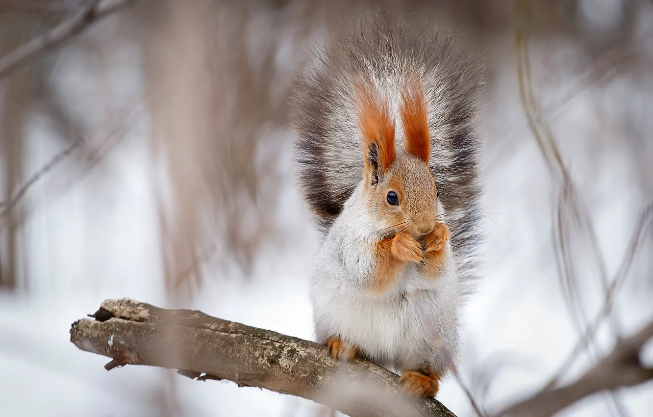 Фото обои зима, белки, фотоохота, фото белок, фотограф Александр Мясников
