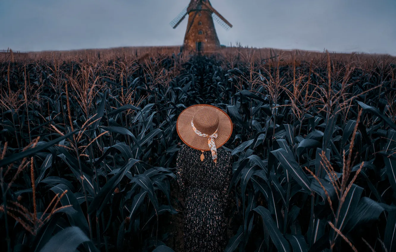 Фото обои поле, лето, девушка, спина, шляпа, кукуруза, платье, прогулка