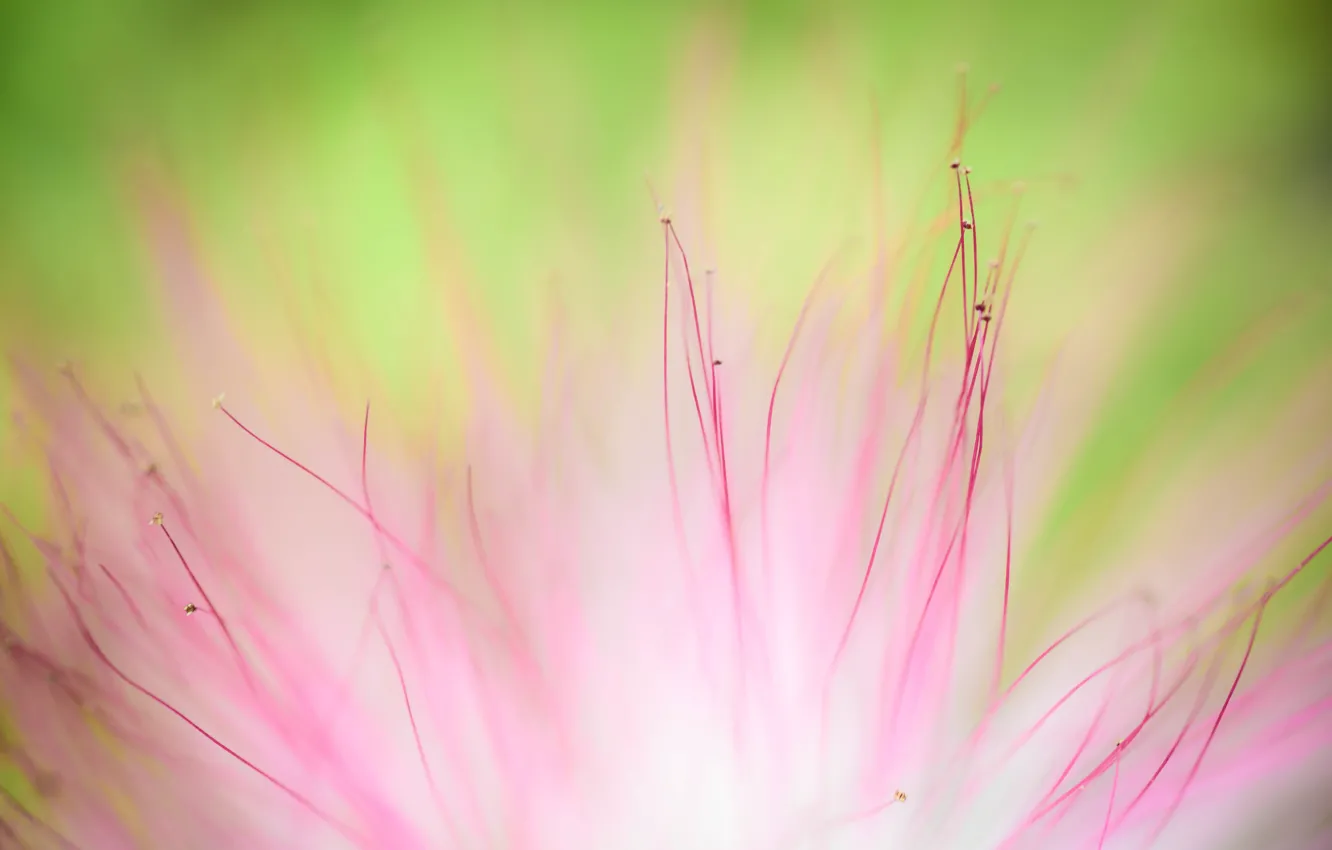 Фото обои flower, macro, soft