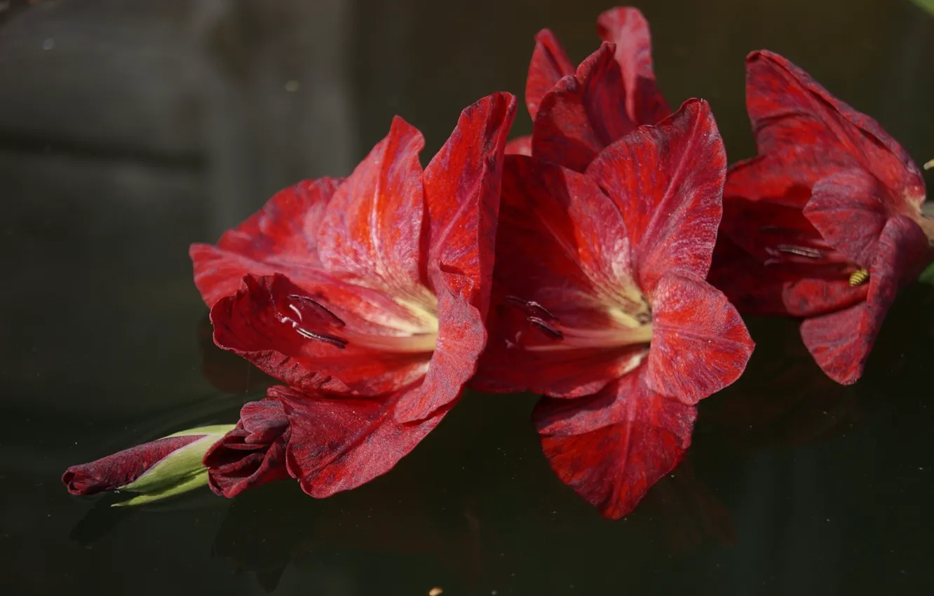 Фото обои цветы, красный, гладиолус, гладиолусы