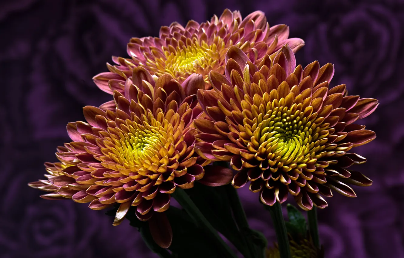 Фото обои фиолетовый, цветы, крупный план, желтый, фон, узор, яркие, лепестки