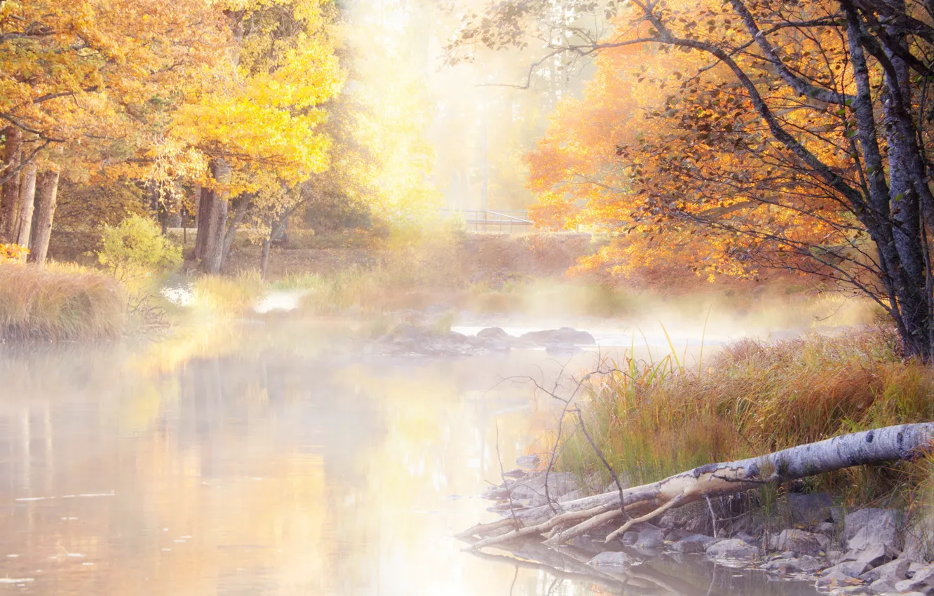 Фото обои осень, деревья, туман, утро, водоем