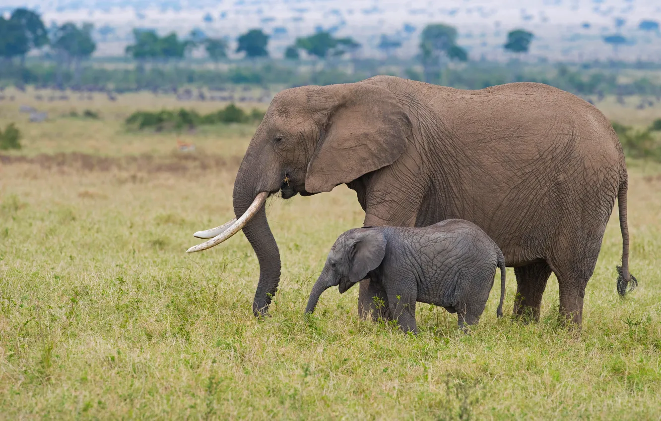 Фото обои слон, саванна, Африка, слоны, детеныш, два, слониха, мать