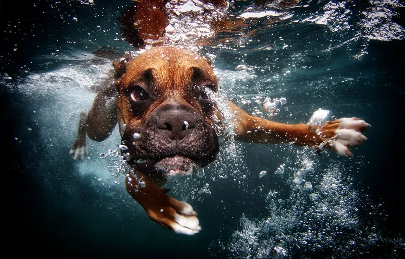 Фото обои пузыри, собака, под водой, плывет