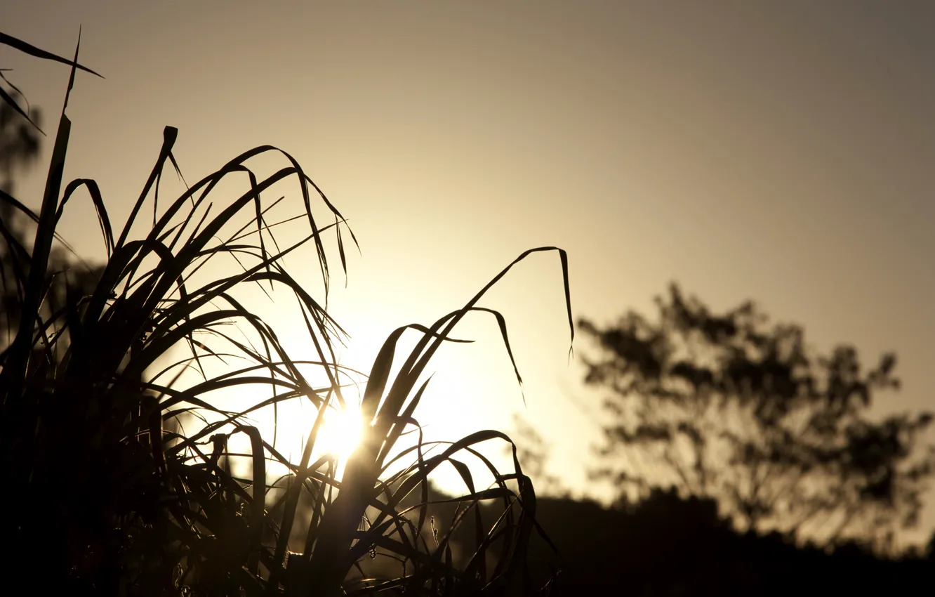 Фото обои трава, солнце, закат, тепло, вечер
