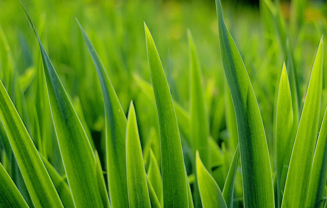Фото обои green, grass, turf